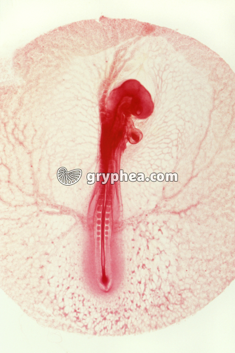 Embryon de Poulet de 48 h x4 - gryphea.com